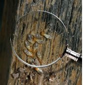 termiteinspection_photo