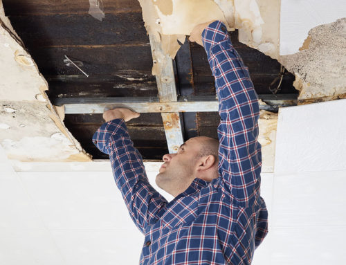 How to Become a Certified Mold Inspector